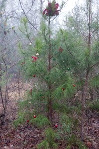 20120106-the-property_0022